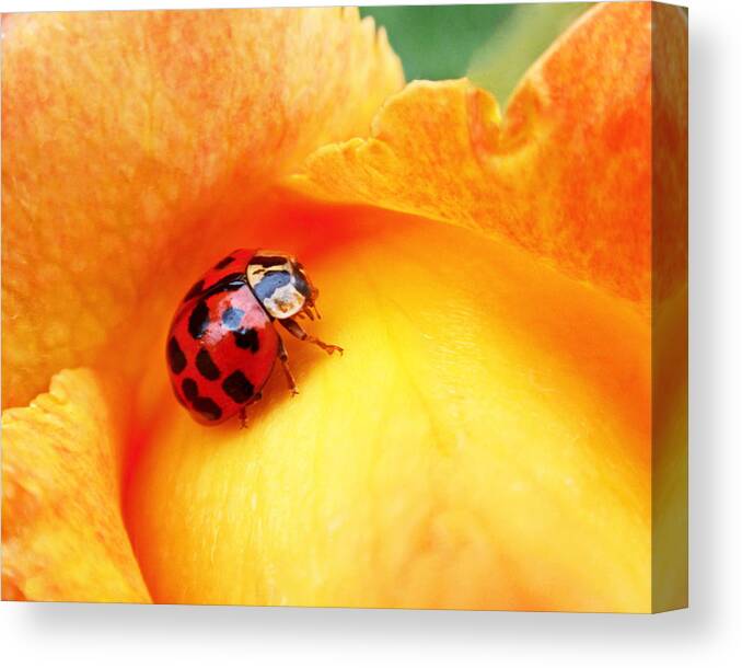 Ladybug Canvas Print featuring the photograph Ladybug by Rona Black