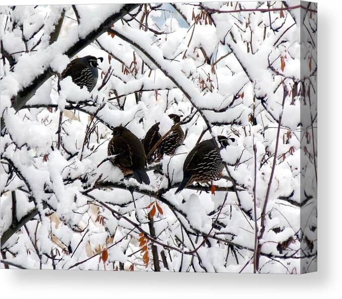 Quail Canvas Print featuring the photograph Lake Country Quail by Will Borden