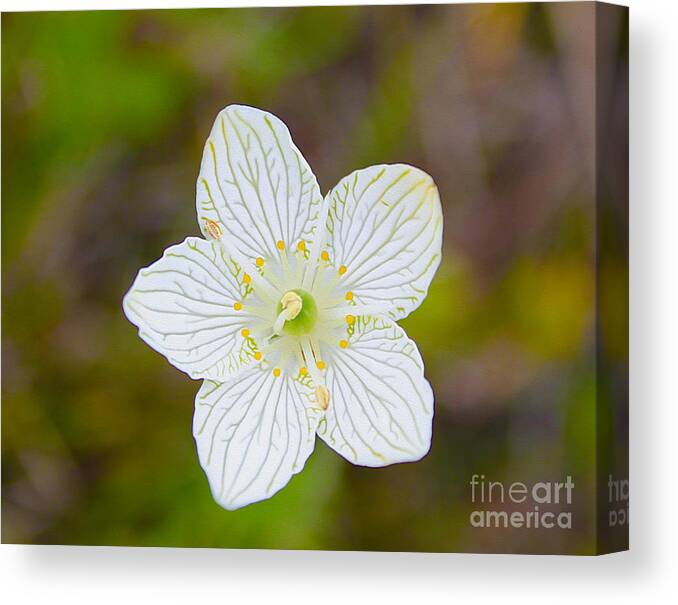 Nature Canvas Print featuring the photograph Lake Huron Wildflower by Nina Silver
