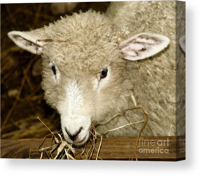 Lamb Canvas Print featuring the photograph Lamb by Raymond Earley