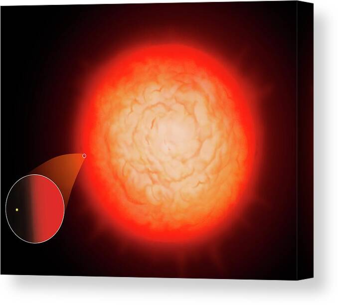 Star Canvas Print featuring the photograph Largest Star Uv Scuti Compared To Sun by Mark Garlick