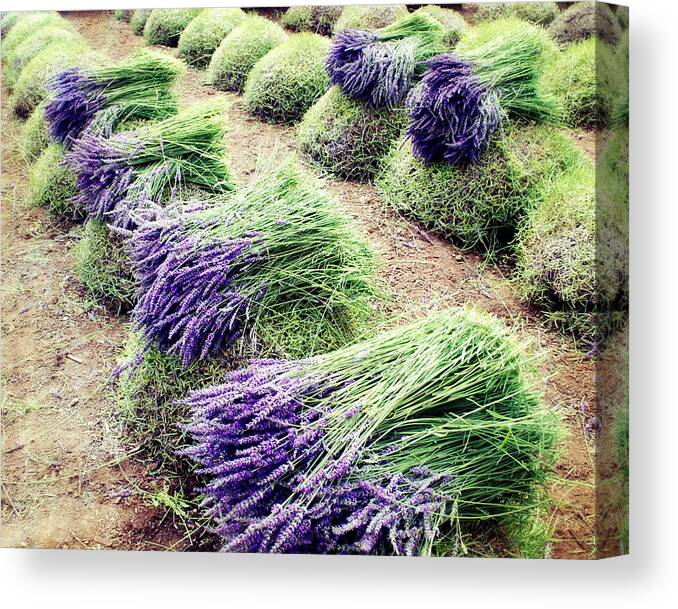 Lavender Field Canvas Print featuring the photograph Lavender Harvest by Lupen Grainne