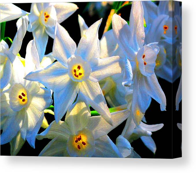 Flowers Canvas Print featuring the photograph Life Force by Derek Dean