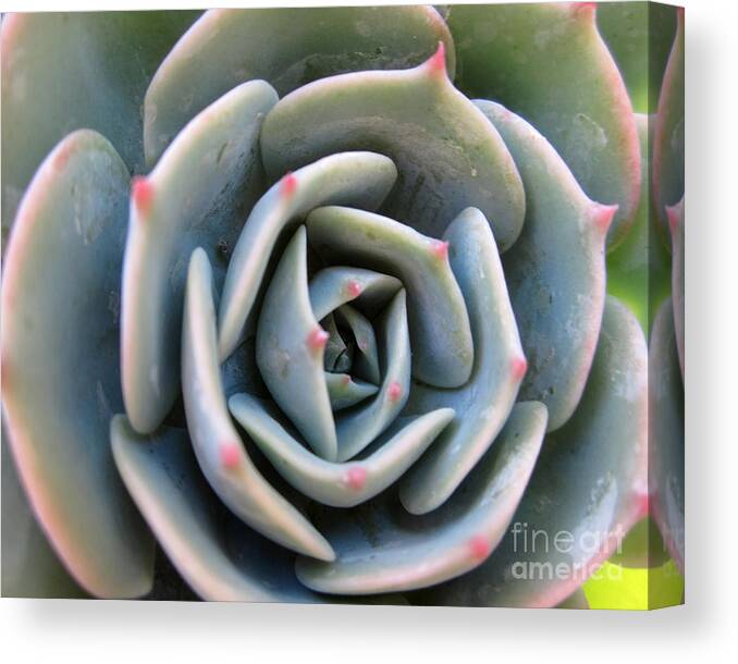 Plants Canvas Print featuring the painting Like a rose by Sarabjit Singh