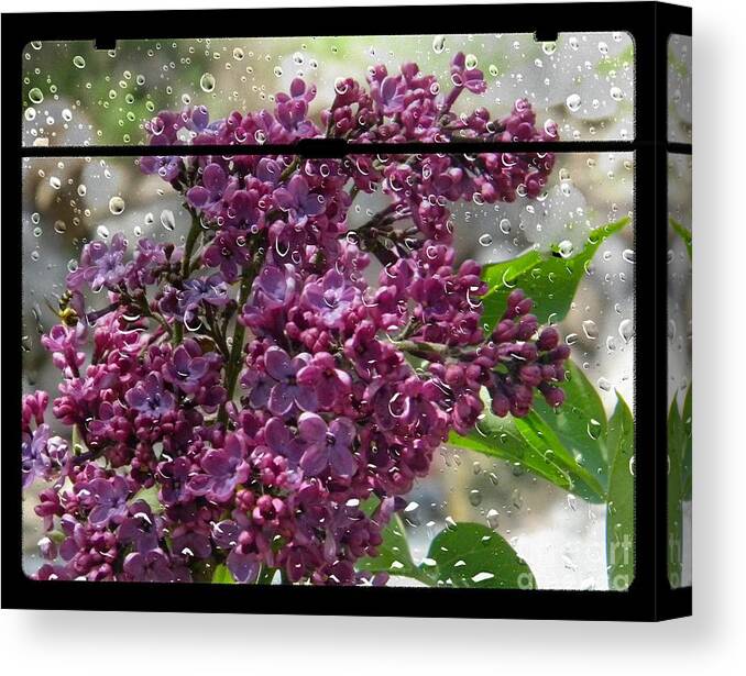 Lilac Canvas Print featuring the photograph Lilac Rain by Michelle Frizzell-Thompson