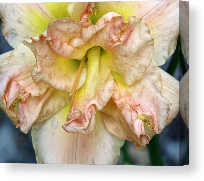 Lily Canvas Print featuring the photograph Lily 2 by M Kathleen Warren