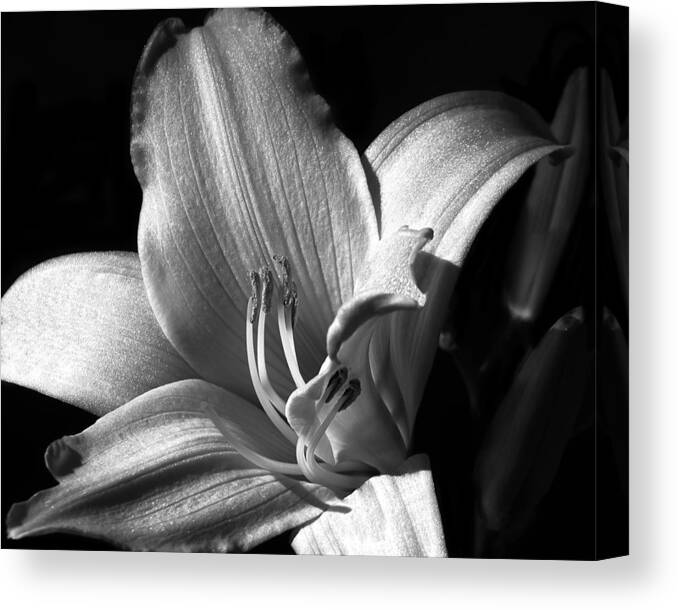 Lily Canvas Print featuring the photograph Lily Glisten by Camille Lopez