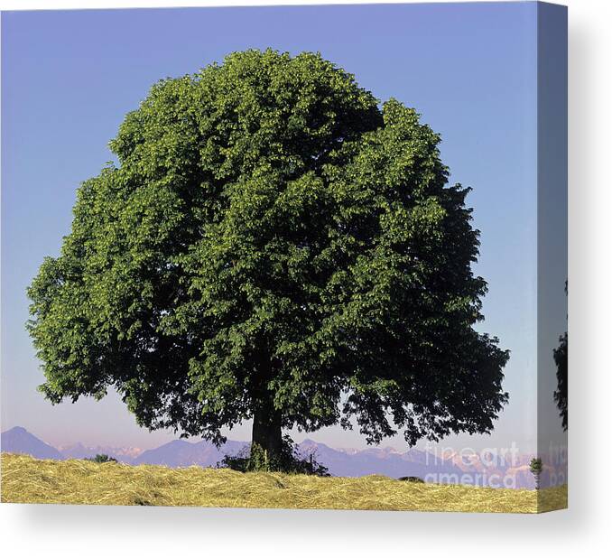 Tilia Platyphyllos Canvas Print featuring the photograph Linden Tree In Summer by Hermann Eisenbeiss