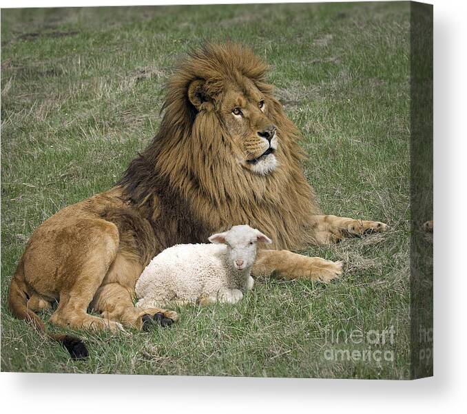 Lion And Lamb Canvas Print featuring the photograph Lion and Lamb by Wildlife Fine Art