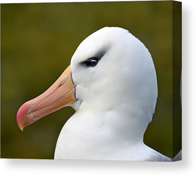 Black-browed Albatross Canvas Print featuring the photograph Lipstick and Mascara by Tony Beck
