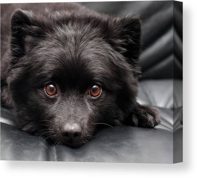 Pets Canvas Print featuring the photograph Little Doggie by Jody Trappe Photography