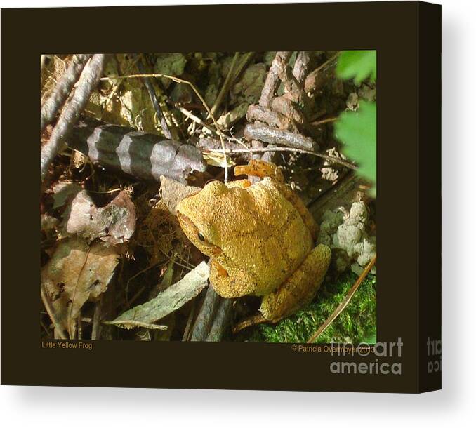 Frog Canvas Print featuring the photograph Little Yellow Frog by Patricia Overmoyer