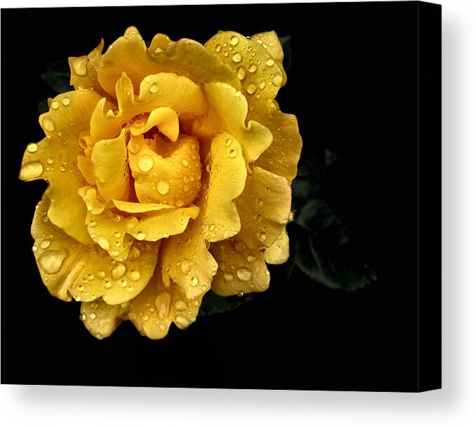 Yellow Rose Digital Art Canvas Print featuring the photograph Lone Yellow Rose by Stephanie Hollingsworth