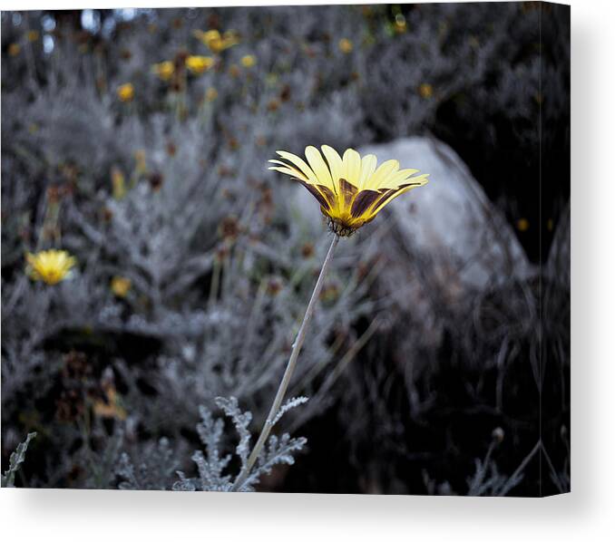 Flora Canvas Print featuring the photograph Lonely flower by Sergey Simanovsky