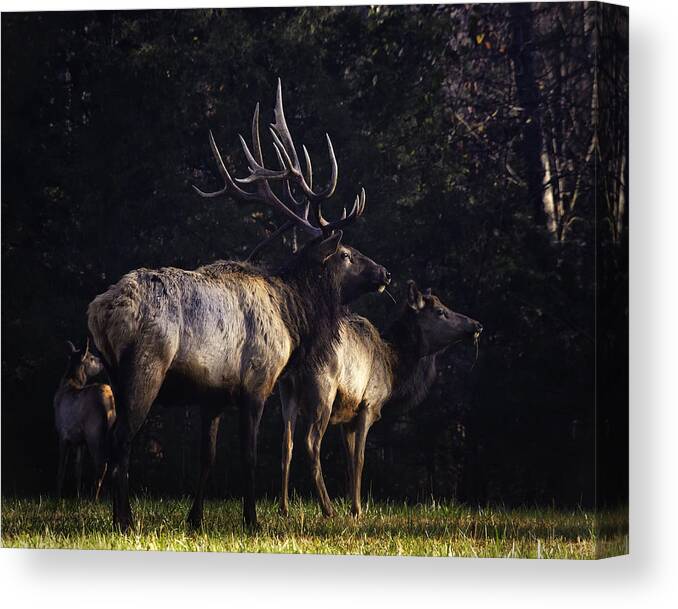 Elk Canvas Print featuring the photograph Looking for Intruders by Michael Dougherty
