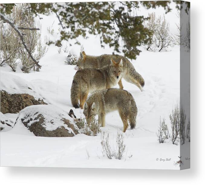 Nature Canvas Print featuring the photograph Looking In All the Right Places by Gerry Sibell