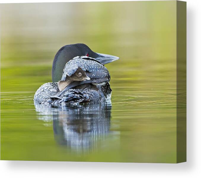Common Loon Canvas Print featuring the photograph Loon Chick- Feather Hat by John Vose