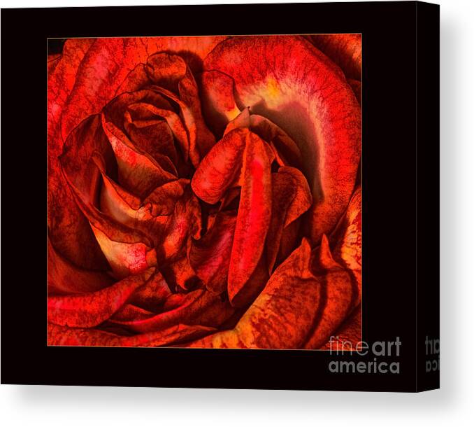 Rose Canvas Print featuring the photograph Lost in Her Lips by Louise St Romain