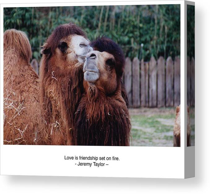 Love Canvas Print featuring the photograph Love is Friendship Set on Fire by Wayne King