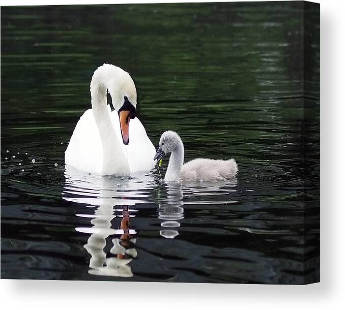Swan Canvas Print featuring the photograph Lunchtime for Swan and Cygnet by Rona Black