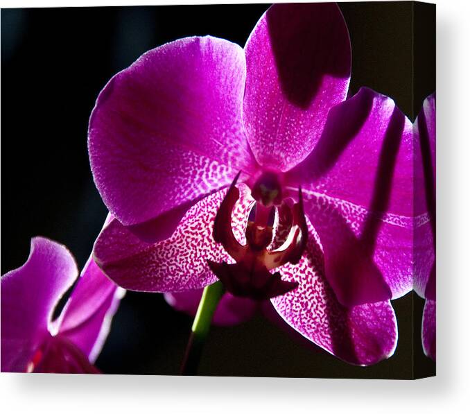 Moth Orchid Canvas Print featuring the photograph Magenta Orchid by Ron White