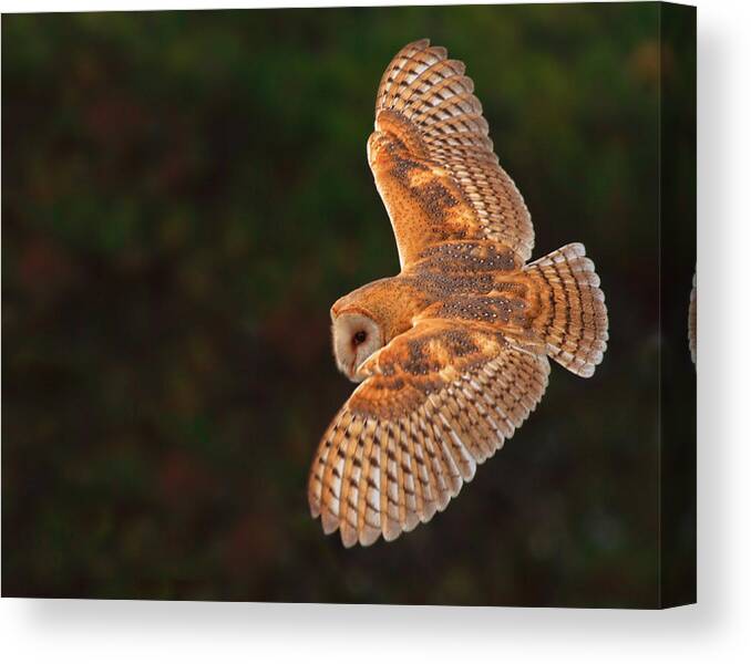 Barn Owl Canvas Print featuring the photograph Majestic Flight by Beth Sargent