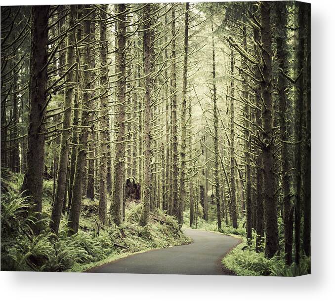 Trees Canvas Print featuring the photograph Making Inroads by Irene Suchocki