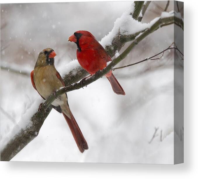 Birds Canvas Print featuring the photograph Male and Female Cardinal by Ann Bridges