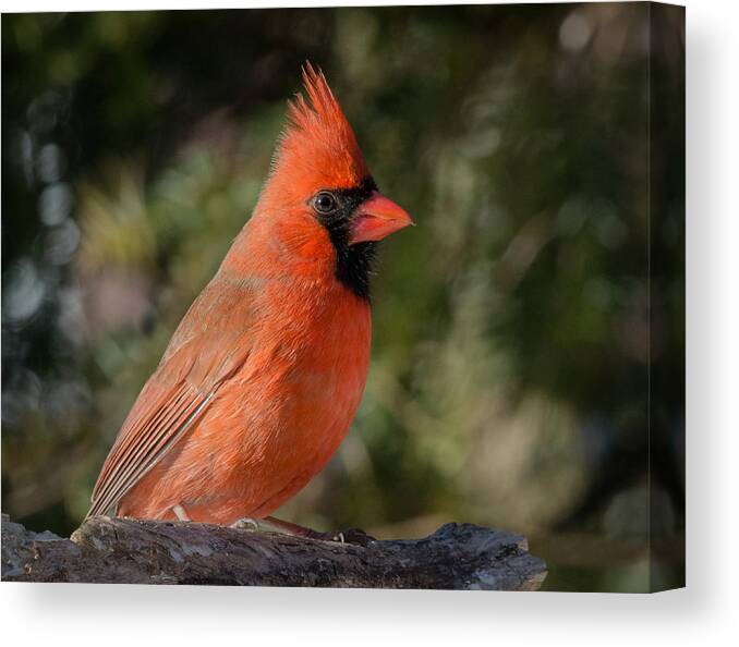 Male Northern Cardinal Close Up Canvas Print featuring the photograph Male Northern Cardinal 3 by Kenneth Cole