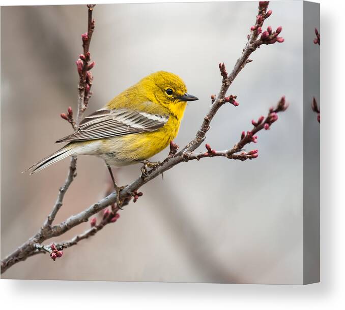 Pine Warbler Canvas Print featuring the photograph Male Pine Warbler 2 by Lara Ellis