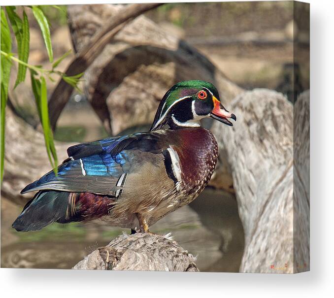 Marsh Canvas Print featuring the photograph Male Wood Duck DWF029 by Gerry Gantt