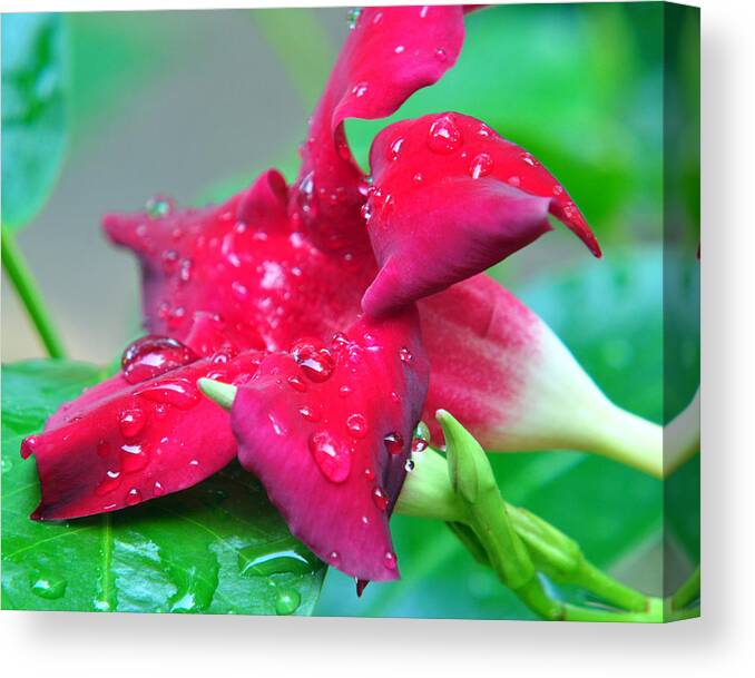 Mandevillia Canvas Print featuring the photograph Mandevillia In Red by Gail Butler