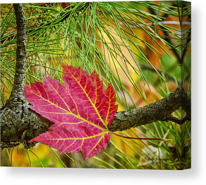 Maple Leaf Canvas Print featuring the photograph Maple Leaf in the Pines by Peg Runyan