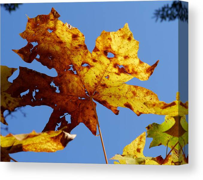 Maple Canvas Print featuring the photograph Maple Leaf on a Blue Sky by Peter Mooyman