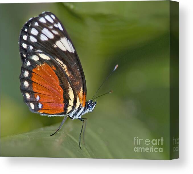 Festblues Canvas Print featuring the photograph Micro Wings... by Nina Stavlund