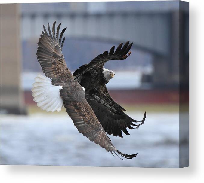 American Bald Eagle Canvas Print featuring the photograph Mid Air Fight by Coby Cooper