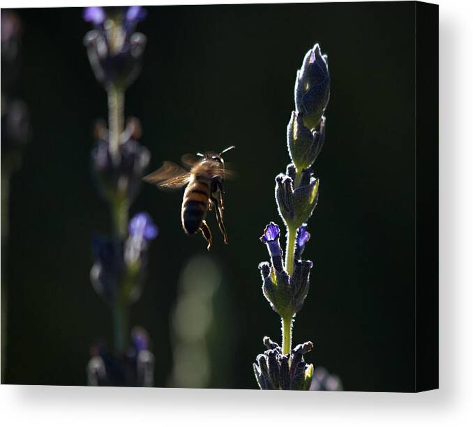 Joe Schofield Canvas Print featuring the photograph Midnight Ride by Joe Schofield