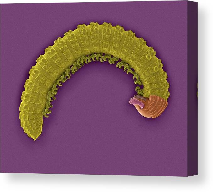 Invertebrate Canvas Print featuring the photograph Millipede (class Diplopoda) by Dennis Kunkel Microscopy/science Photo Library