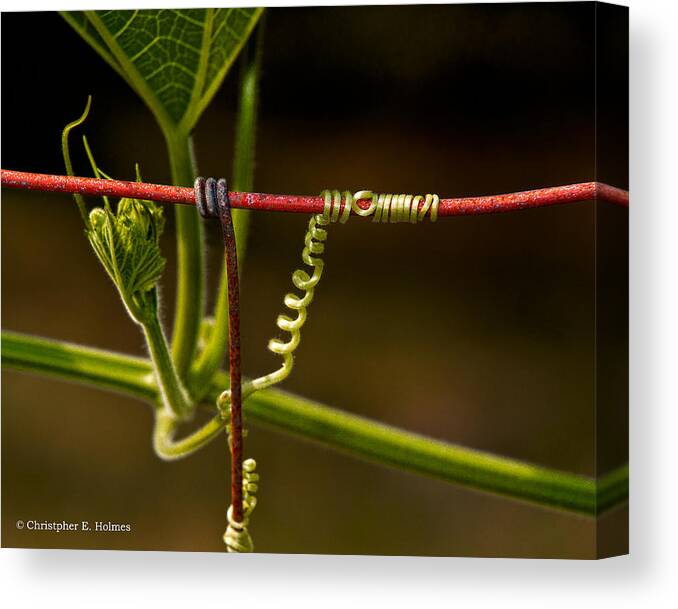 Wire Canvas Print featuring the photograph Mimic by Christopher Holmes