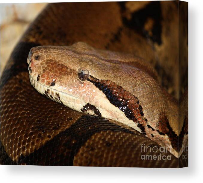 Snake Canvas Print featuring the photograph Mindfully Watching by Patrick Witz