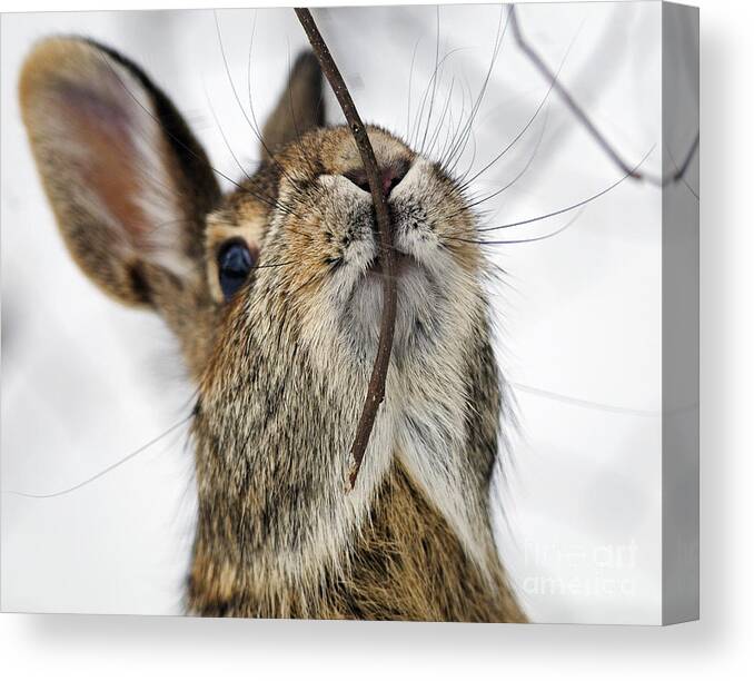 Cottontail Canvas Print featuring the photograph Mmm.. I like twiggy... by Nina Stavlund