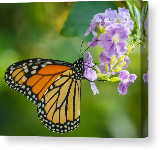 Florida Canvas Print featuring the photograph Monarch butterfly by Jane Luxton