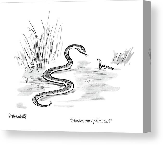 Animals Canvas Print featuring the drawing Am I Poisonous? by Frank Modell