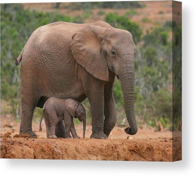 Elephant Canvas Print featuring the photograph Mother and Calf by Bruce J Robinson