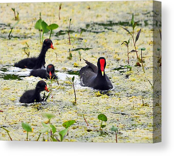 Moorhen Canvas Print featuring the photograph Mother Moorhen and Bald Babies by Al Powell Photography USA