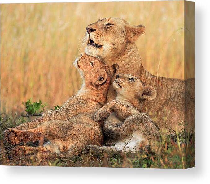 Lion Canvas Print featuring the photograph Mothers Love by Jaco Marx