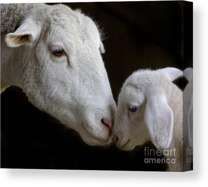  Sheep Canvas Print featuring the photograph Mother's Love by Linda D Lester