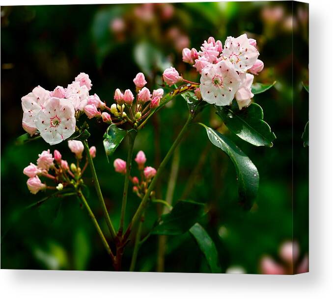 Mountain Laural Canvas Print featuring the photograph Mountain Laurel by Walt Sterneman