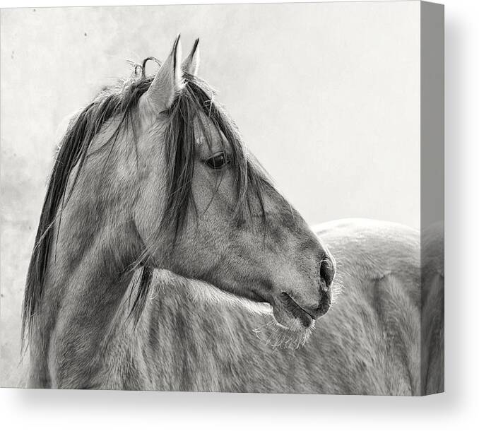 Equine Canvas Print featuring the photograph Mustang by Ron McGinnis