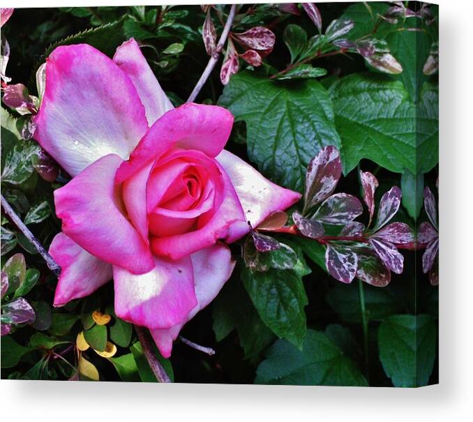 Flower Canvas Print featuring the photograph My Perfect TEA ROSE by VLee Watson